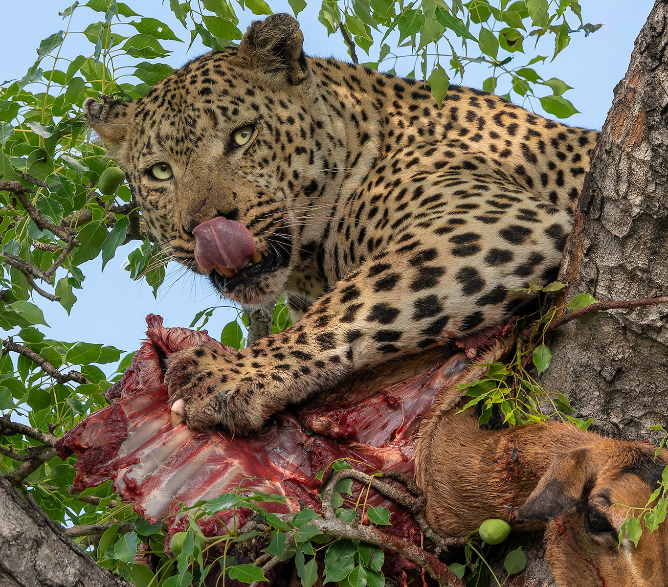 3rd Place - Karen Curnow - Leopard with a Kill